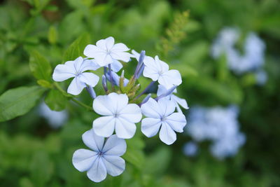 Close-up of flowers blooming outdoors