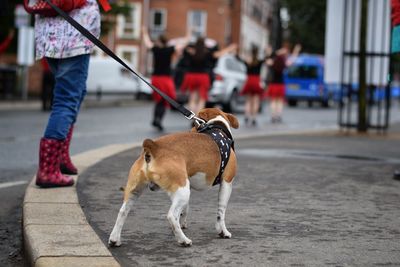 Low section of dog walking on street