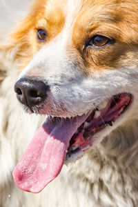 Close-up of dog looking away