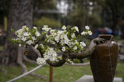 Close-up of flowering plant in pot