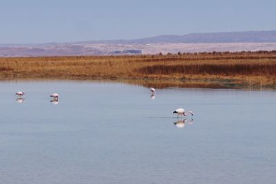 Swans swimming in lake against sky