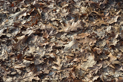 Full frame shot of leaves