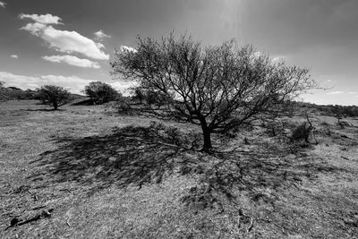 Bare tree on field against sky