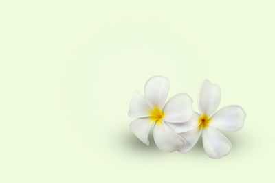 Close-up of white flowering plant