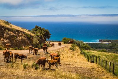 View of cows on road by the sea against sky