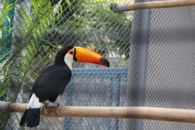 Close-up of bird perching outdoors