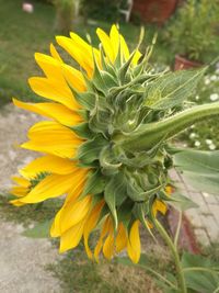 Close-up of sunflower on plant