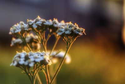 Close-up of white flowers