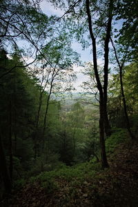 Trees in forest