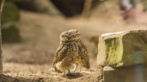 Owl looking away on rock