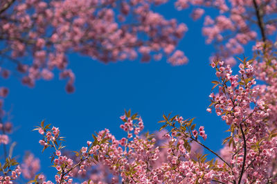 Low angle view of cherry blossoms against sky