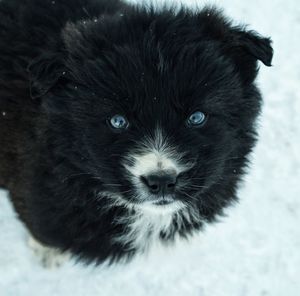 Close-up portrait of dog