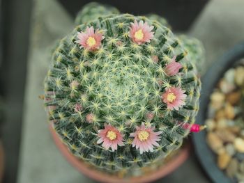 Close-up of succulent plant