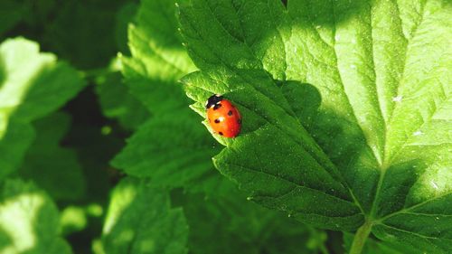 Close-up of ladybug on plant