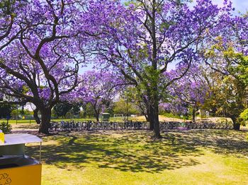 View of flowering trees in park