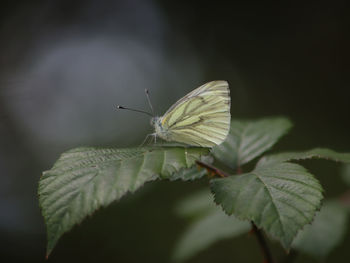 Close-up of butterfly on leaves