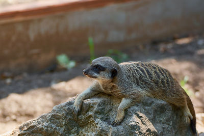 Suricate standing on the rock