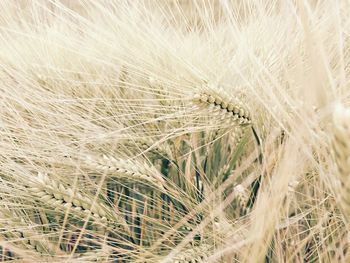 Close-up of wheat field