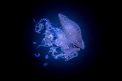 Close-up of jellyfish in water