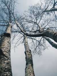 Low angle view of bare trees against sky