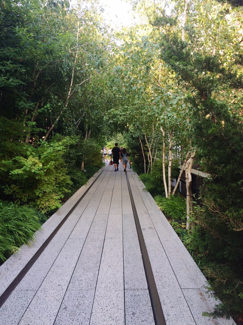 tree, the way forward, walking, growth, lifestyles, diminishing perspective, leisure activity, men, rear view, full length, nature, person, vanishing point, forest, railing, plant, tranquility