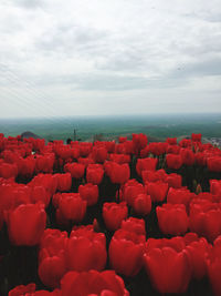 Red flowering plants on land against sky