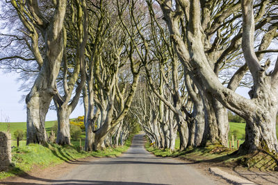 Road amidst bare trees against sky