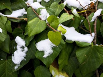 High angle view of frozen plant during winter