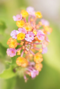 Close-up of yellow flowers blooming outdoors