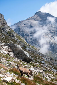 View of horse standing on mountain landscape