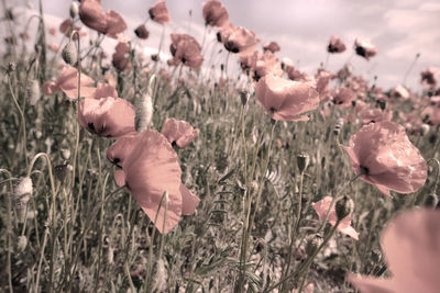 Close-up of pink flowering plants on field