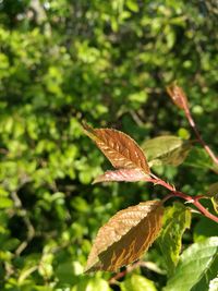 Close-up of butterfly on plant