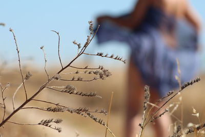 Close-up of grass against sky