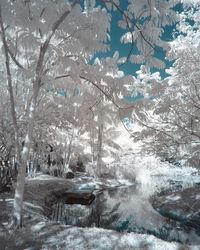 Reflection of trees in water