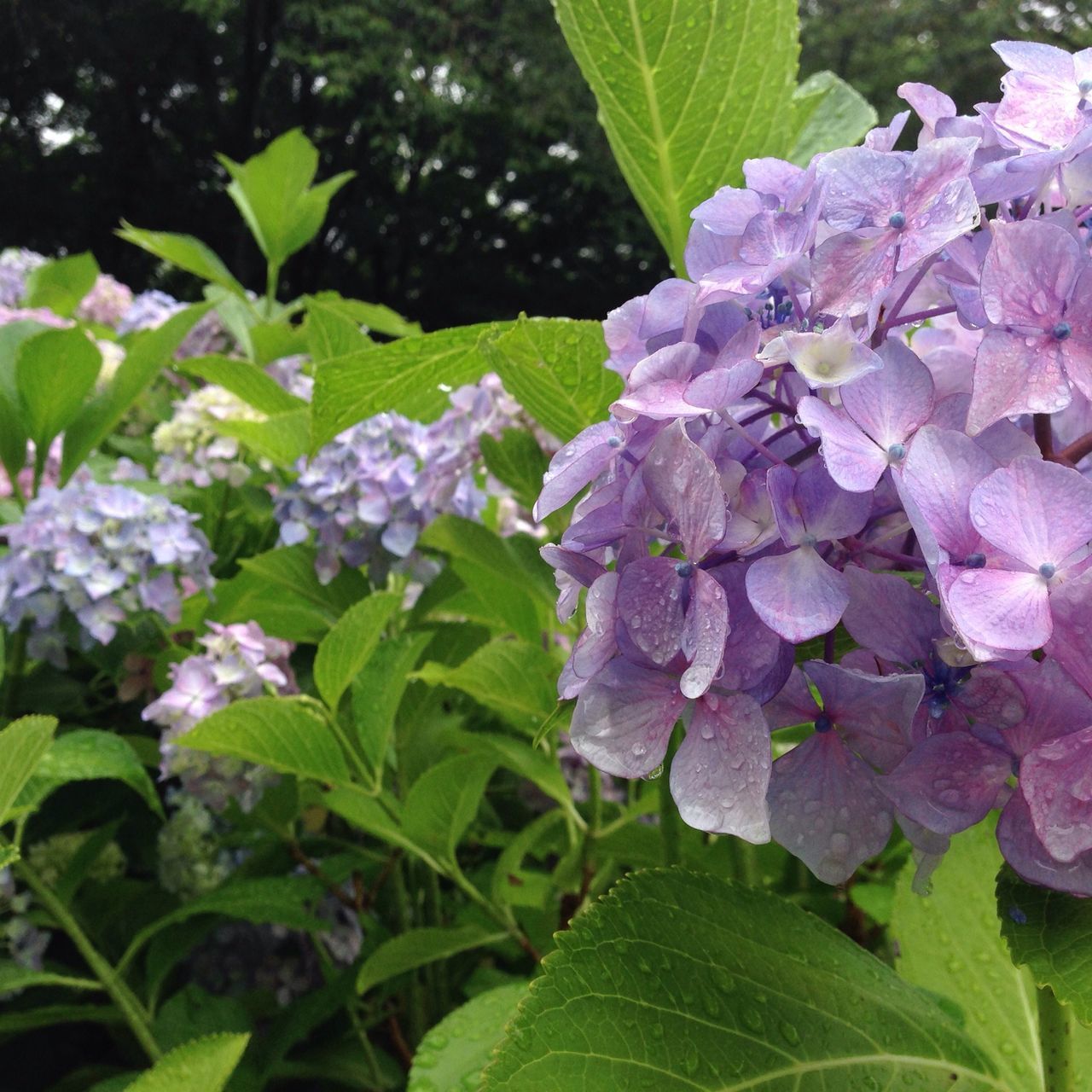 風頭公園 坂本龍馬之像