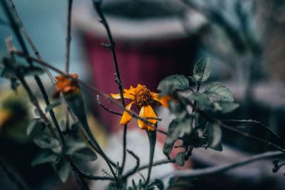 Close-up of orange flowering plant