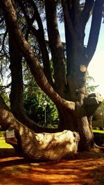 Trees on grassy field