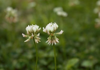 Close-up of white flowers