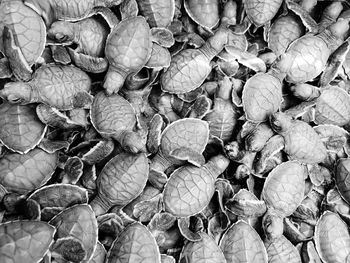 Full frame shot of meat