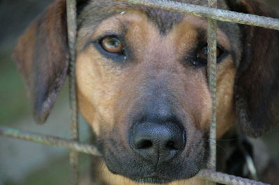 Close-up portrait of dog