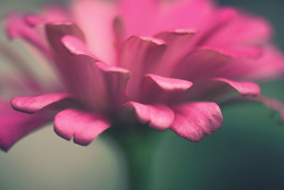 Close-up of pink flower