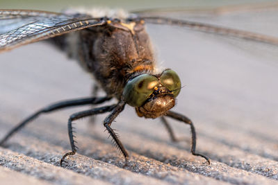 Close-up of insect