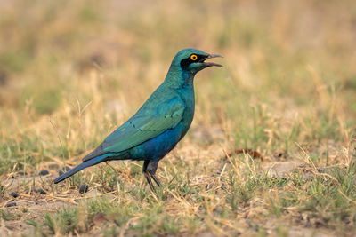 Close-up of bird perching on field