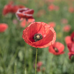 Close-up of insect on red poppy