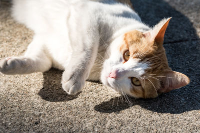 Close-up of cat lying down