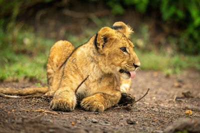 Close-up of lion cub lying showing tongue