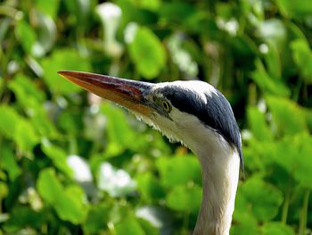 Close-up of a bird