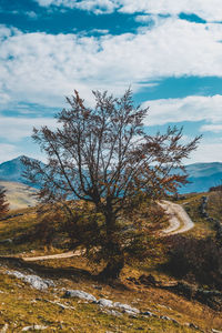 Bare tree on field against sky