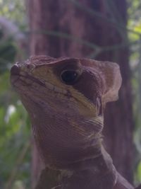 Close-up of lizard