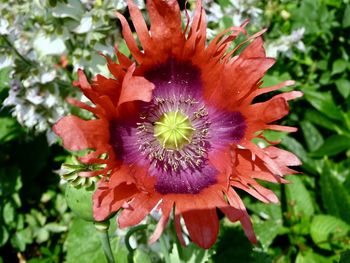 Close-up of flower blooming outdoors